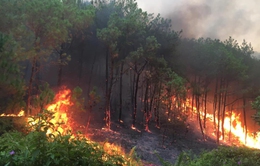Cảnh báo nguy cơ cao xảy ra cháy rừng ở phía Nam