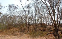 Hơn 13.000 ha rừng ở An Giang có nguy cơ cháy cao