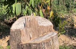 Xảy ra vụ phá rừng quy mô lớn tại Quảng Nam