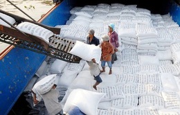Xuất khẩu gạo thu gần nửa tỷ USD dịp đầu năm