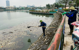 Hà Nội: Cá chết hàng loạt ở hồ Công viên Thiên văn học