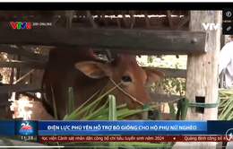 Điện lực Phú Yên hỗ trợ bò giống cho hộ phụ nữ nghèo