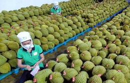 Việt Nam là nhà cung cấp rau quả lớn thứ hai tại Trung Quốc