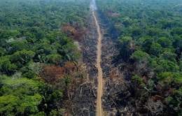 Nạn phá rừng tại Brazil giảm hơn 60%