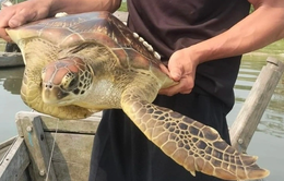 Thả rùa biển quý hiếm nặng 10 kg về tự nhiên