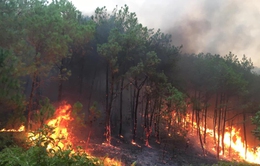 Nguy cơ cháy hàng nghìn hecta rừng Cà Mau