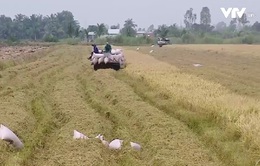 Nông dân bán lúa nhưng không lấy được tiền