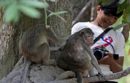 Campuchia điều tra vụ các YouTuber lạm dụng khỉ quay video