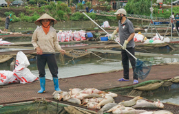 Hàng trăm tấn cá chết bất thường, nông dân Hải Dương nguy cơ mất trắng cơ nghiệp