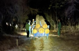 Phát hiện vụ khai thác gỗ trái phép tại Khu bảo tồn thiên nhiên Bình Châu - Phước Bửu