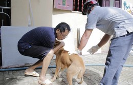 Khánh Hòa nỗ lực tiêm phòng dại cho chó nuôi