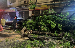 Hà Nội: Hơn 400 cây xanh bị gãy, đổ, nghiêng sau trận mưa dông tối 20/4