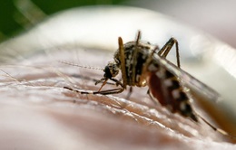 TP. Hồ Chí Minh giữ vững thành quả loại trừ bệnh sốt rét