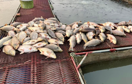 Hàng trăm tấn cá lồng bè chết tại Hải Dương