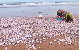 Hà Tĩnh: Hàng tấn ngao tím dạt vào bờ biển