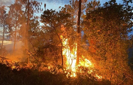 Nắng nóng gay gắt, nguy cơ cao cháy rừng ở phía Nam