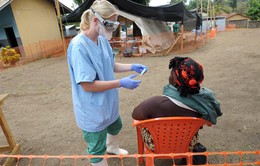 WHO xác nhận hơn 930 trường hợp tử vong do dịch Ebola 