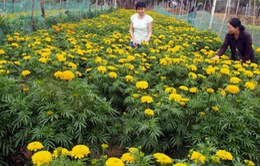 Tết Việt qua loài hoa đặc trưng ở miền Trung