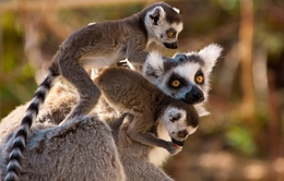 Madagascar - Hòn đảo của những sinh vật kỳ lạ