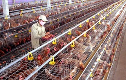Giá trứng gà nuôi công nghiệp rẻ nhờ quy trình khép kín