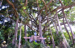 Cây đa Sơn Trà ở Đà Nẵng được công nhận cây di sản Việt Nam
