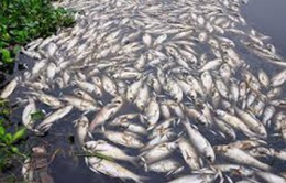 Sinh vật lạ gây cá chết hàng loạt ở Kiên Giang 
