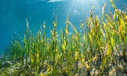 Nhật Bản trồng cỏ biển để thu giữ khí CO2