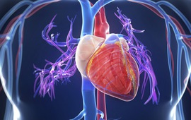 Điều tra dịch tễ thông tin "virus" gây bệnh viêm cơ tim