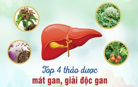 Top 4 dược liệu quý giải độc gan, phục hồi chức năng gan tốt nhất