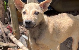 Quảng Ninh: Chó dại vô chủ cắn bị thương 14 người