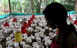 WHO lo ngại nguy cơ bùng phát cúm gia cầm ở người và động vật