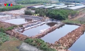 Gia Lai: Ô nhiễm nghiêm trọng từ trang trại chăn nuôi lợn sát khu dân cư