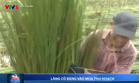Làng cỏ bàng ở Thừa Thiên Huế vào mùa thu hoạch