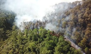 Diễm My 9X nói về bảo vệ rừng sau vụ cháy kinh hoàng ở Hà Tĩnh