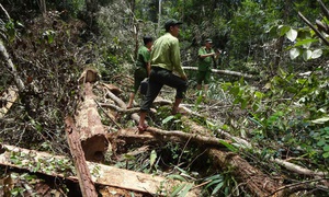 Phóng viên Huy Kha: "Phá rừng Pơ mu là cảnh phá rừng khủng khiếp nhất mà tôi từng thấy"