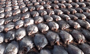 Giá cá bổi Cà Mau tăng kỷ lục
