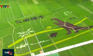 Độc đáo đồng lúa có hình khủng long đẹp như tranh vẽ