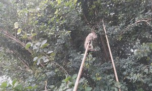 Độc đáo săn chuột đồng trên cây mùa nước nổi