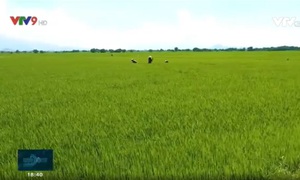 Ninh Thuận: Canh tác vùng khô hạn - giãn vụ để tăng thu nhập