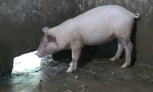 Nghệ An: Dịch tả lợn Châu Phi bùng phát tại nhiều địa phương