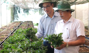 Quảng Nam: Hỗ trợ cây giống sâm Ngọc Linh cho hơn 1.000 hộ dân