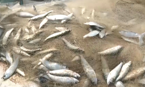 Ngư dân Quảng Bình đánh trúng nhiều loại thủy hải sản