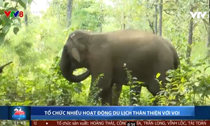 Đắk Lắk tổ chức nhiều hoạt động du lịch thân thiện với voi