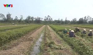 Nông dân Quảng Nam mở rộng diện tích trồng lạc