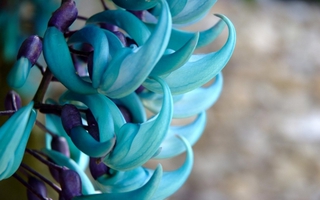 Hoa móng cọp: Chiêm ngưỡng 10 loài hoa hiếm và đẹp nhất thế giới ...