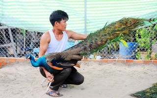 Địa Chỉ Bán Chim Công Ngũ Sắc Giống Tại Vườn Chim Việt-Trang Trại Vườn Chim  Việt