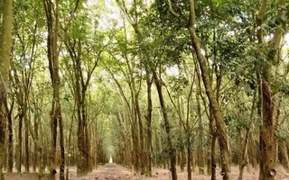 Hiệu quả từ mô hình trồng rừng thâm canh gỗ lớn ở Quảng Ninh  Kinh nghiệm  làm ăn  Báo ảnh Dân tộc và Miền núi