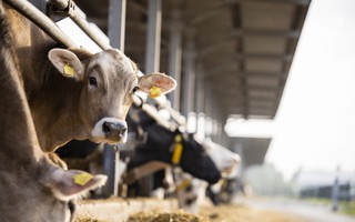 Lo ngại về virus H5N1 ở gia súc tại Mỹ
