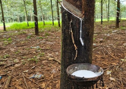 Rubber export continues to grow sharply