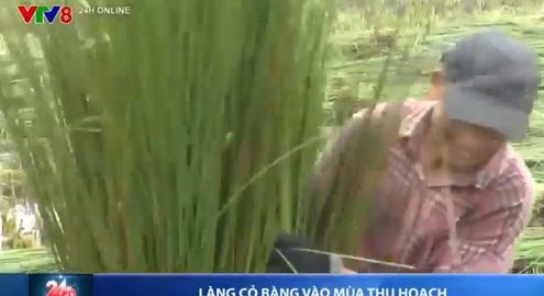 Làng cỏ bàng ở Thừa Thiên Huế vào mùa thu hoạch